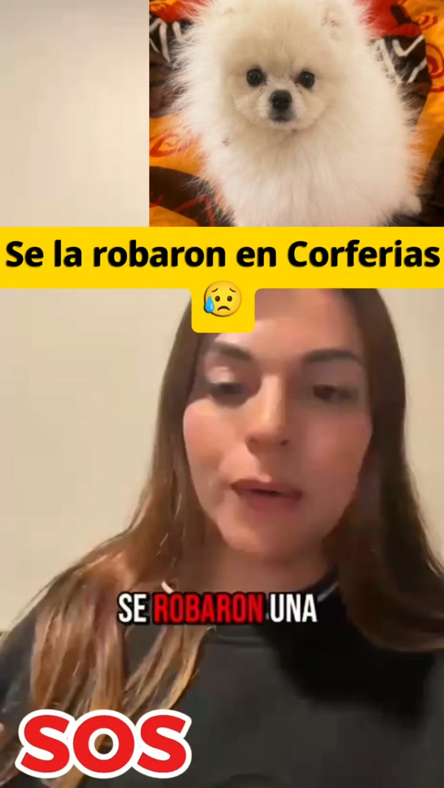 Perra Dodo robada en #Expopet, Bogotá 