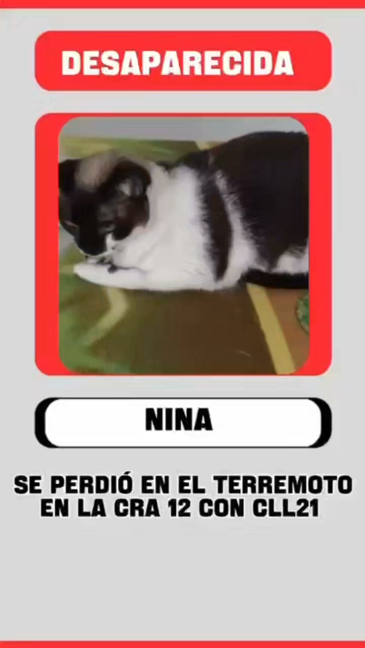 Perra Nina desaparecida en Pereira 