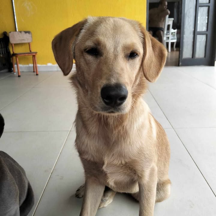 Lindo perrito busca hogar responsable en Pereira 