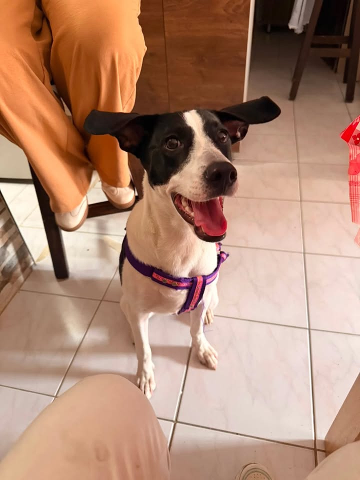 Perra de 1 año en adopción en Pereira 