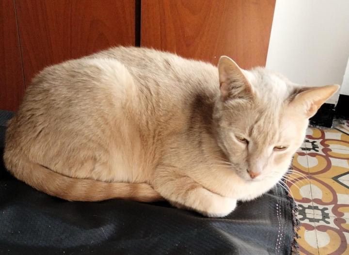 Gato Macho en Adopción en Pereira, Risaralda 