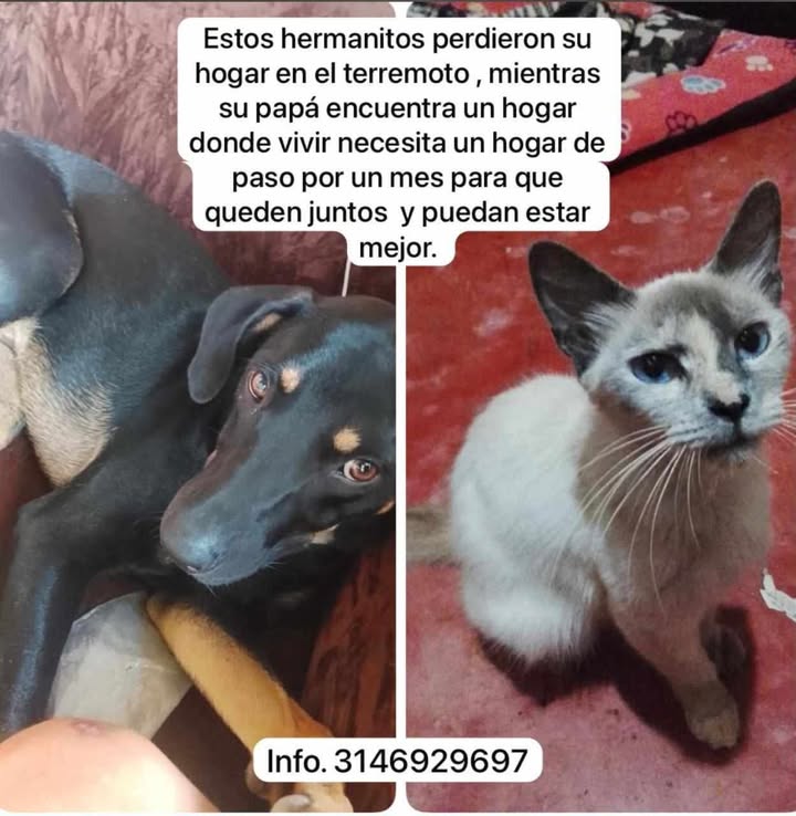 Hogar de paso para hermanitos en Pereira, Colombia 