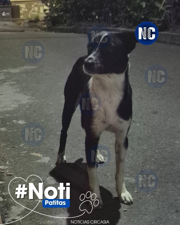 Perro perdido en Circasia, Quindío 