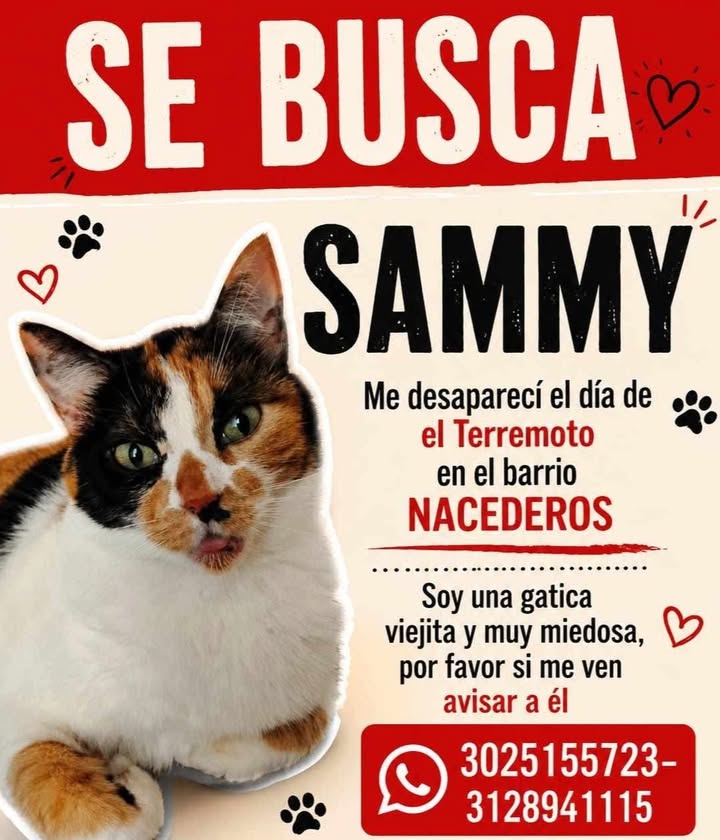 Se busca gata "Sammy" perdida en Pereira 