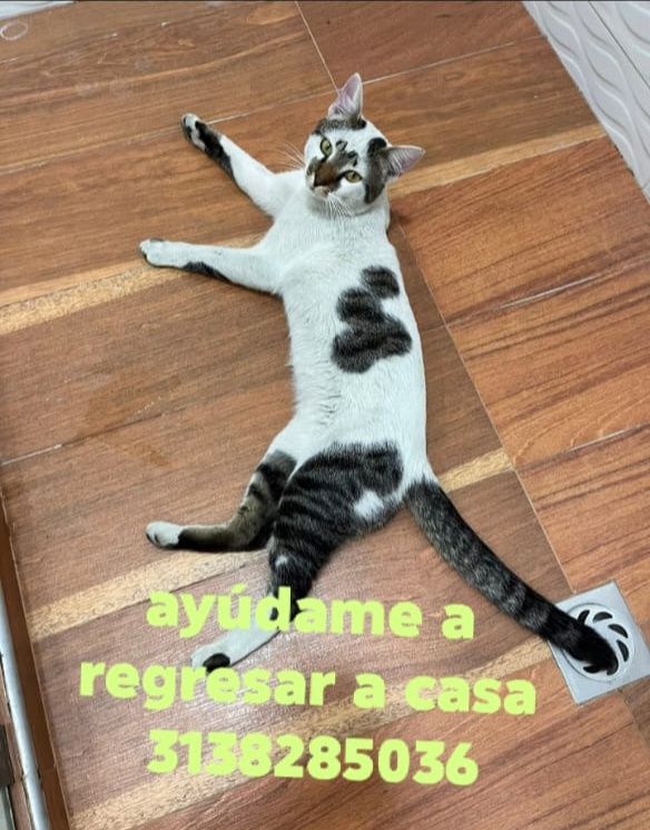 Gato perdido en Tuluá, Valle 