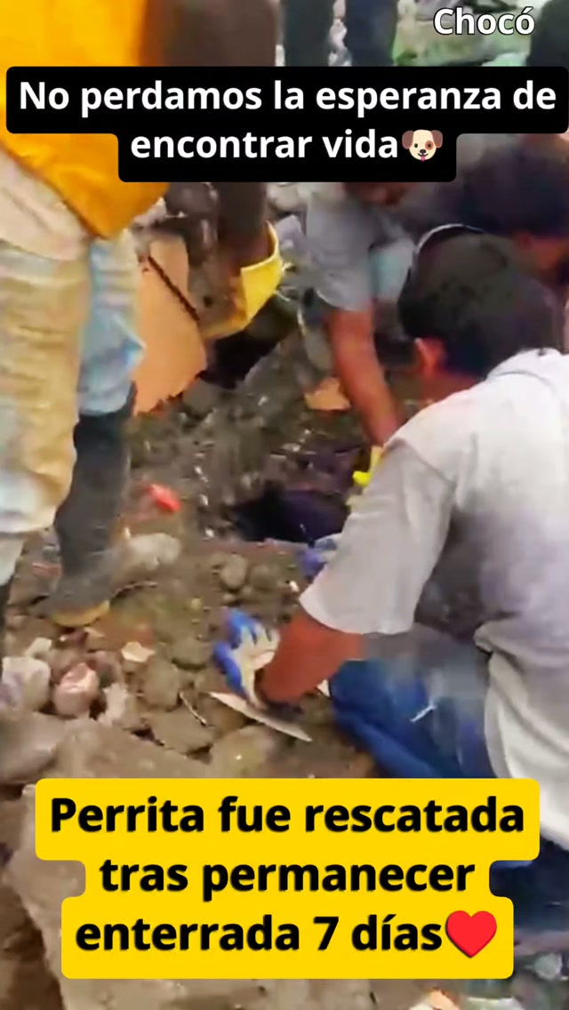 Perra rescatada tras terremoto en Chocó 