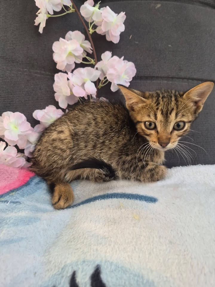 Adopción de Gatitos en Bogotá 