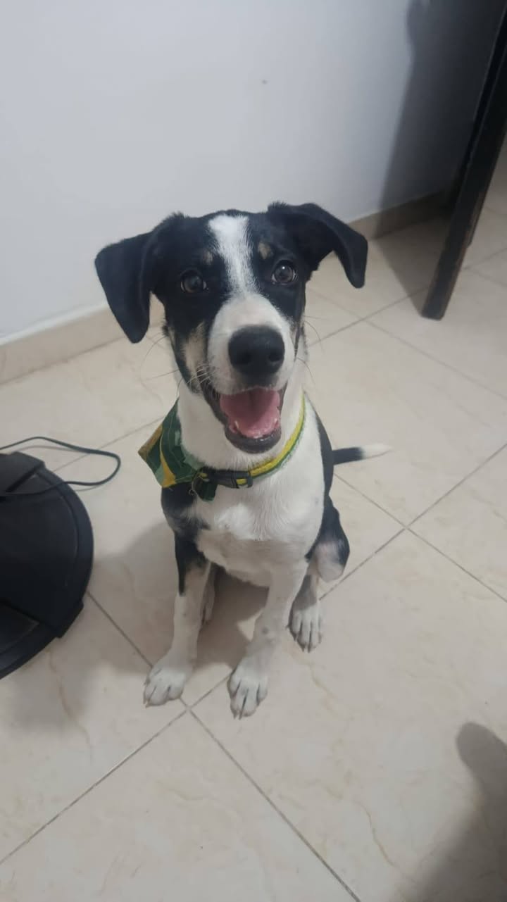 Cachorra Tuluá busca hogar definitivo 