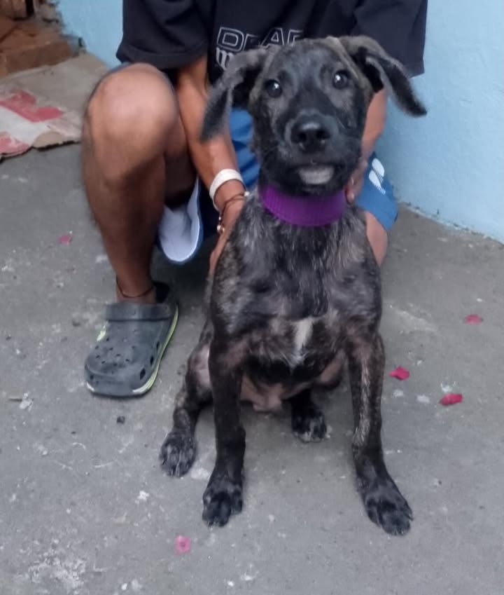 Adoptar perro de 5 meses en Pereira 
