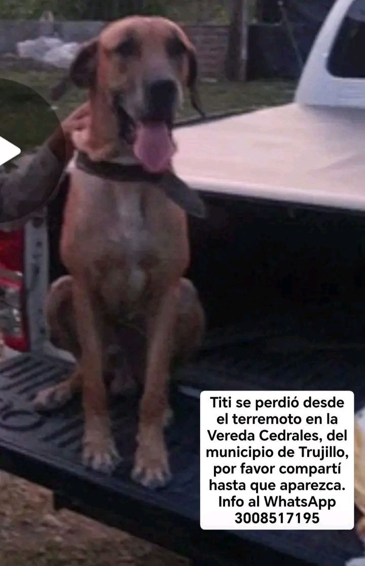 Perro perdido en Tuluá, Valle 