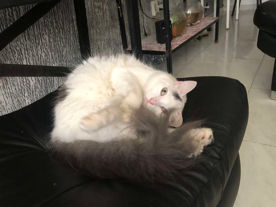 Gatito perdido en La Virginia, Risaralda 