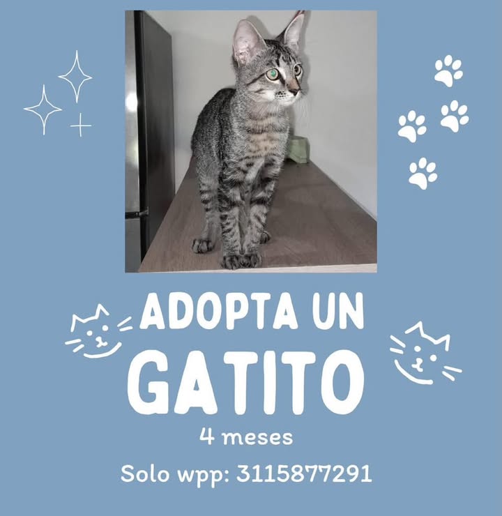 Adopta un gatito en Pereira 