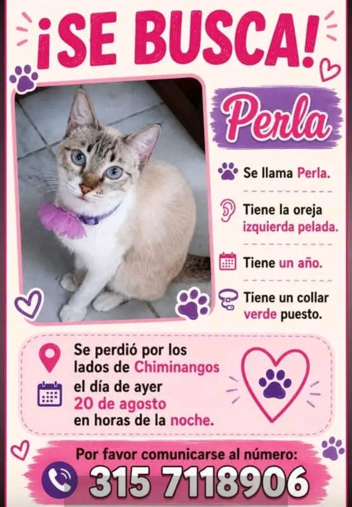 Gata perdida en Tuluá - Perla 