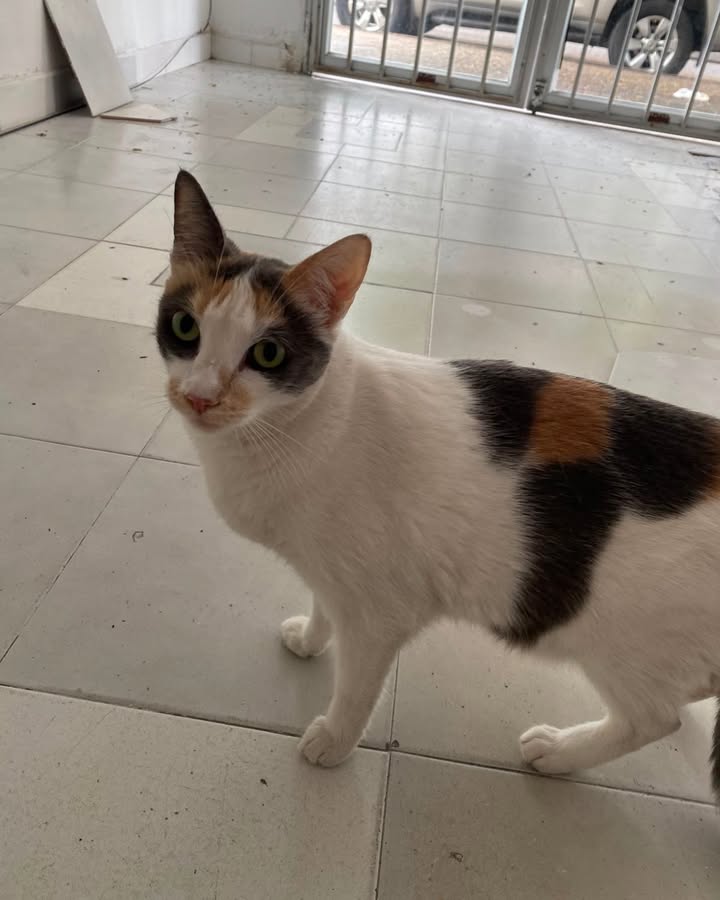 Gatica encontrada frente a Olímpica en La Virginia, Risaralda 