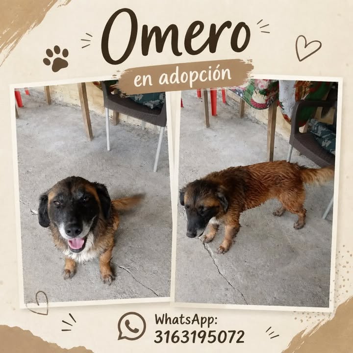 Omero busca hogar en Pereira, Risaralda 