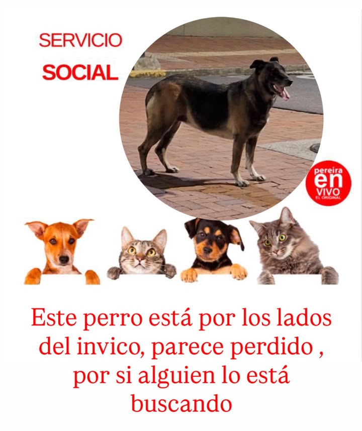 Perro perdido en Pereira 