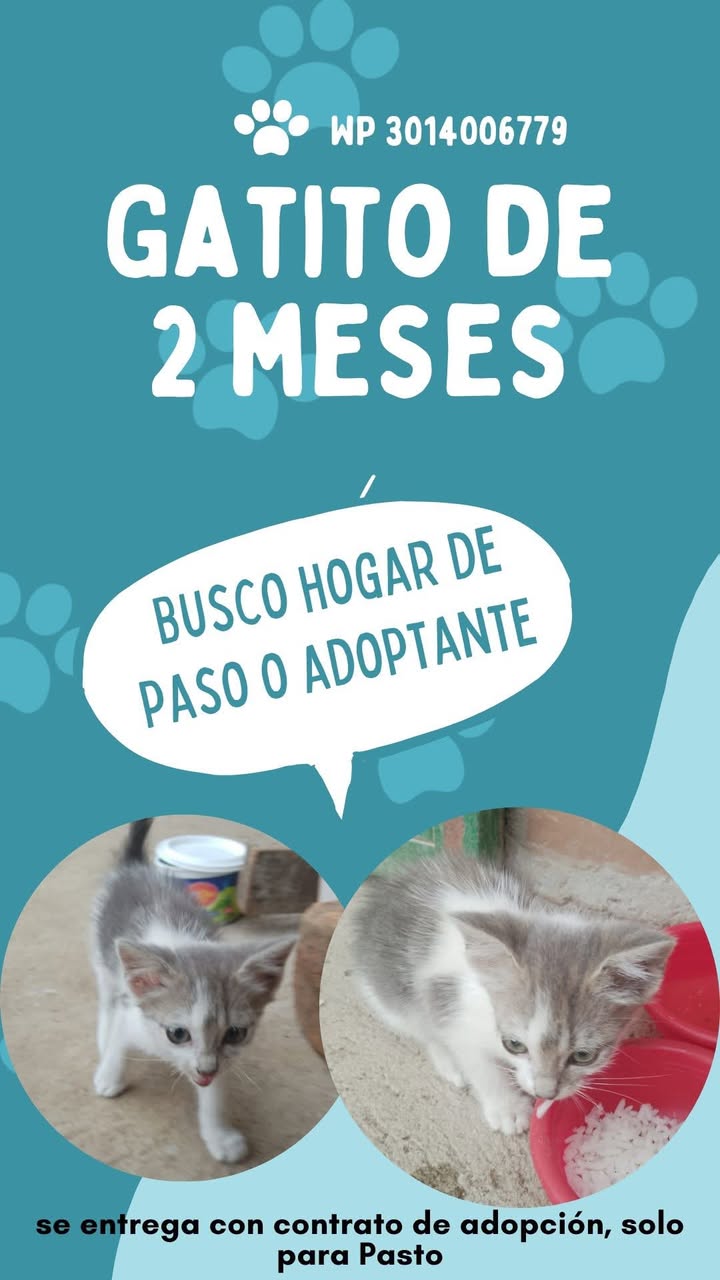 Gatito de 2 meses en adopción en Chachagüi, Nariño 