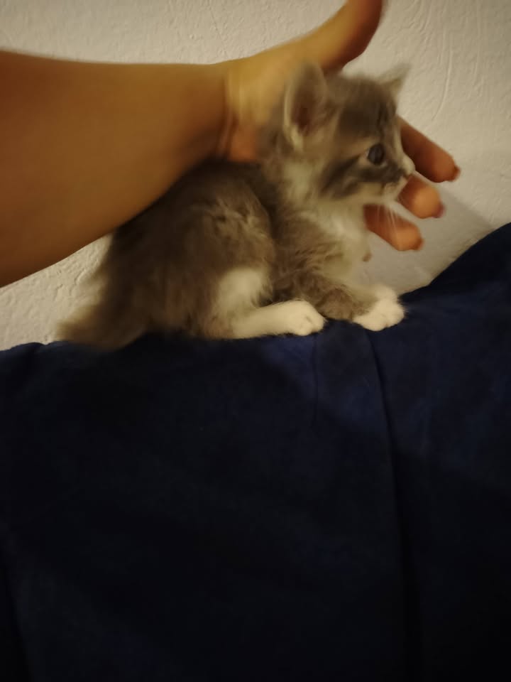Gatito en adopción 