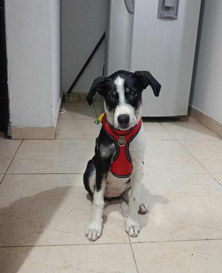 Cachorra Tuluá busca hogar definitivo 
