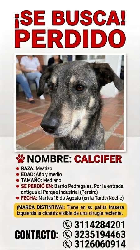Perro perdido llamado Calcifer en Pereira 