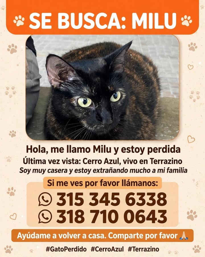 Gato perdido en Santa Rosa de Cabal - Milu 
