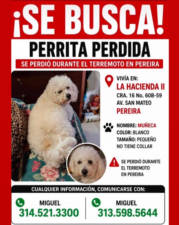 Perra perdida en Pereira 