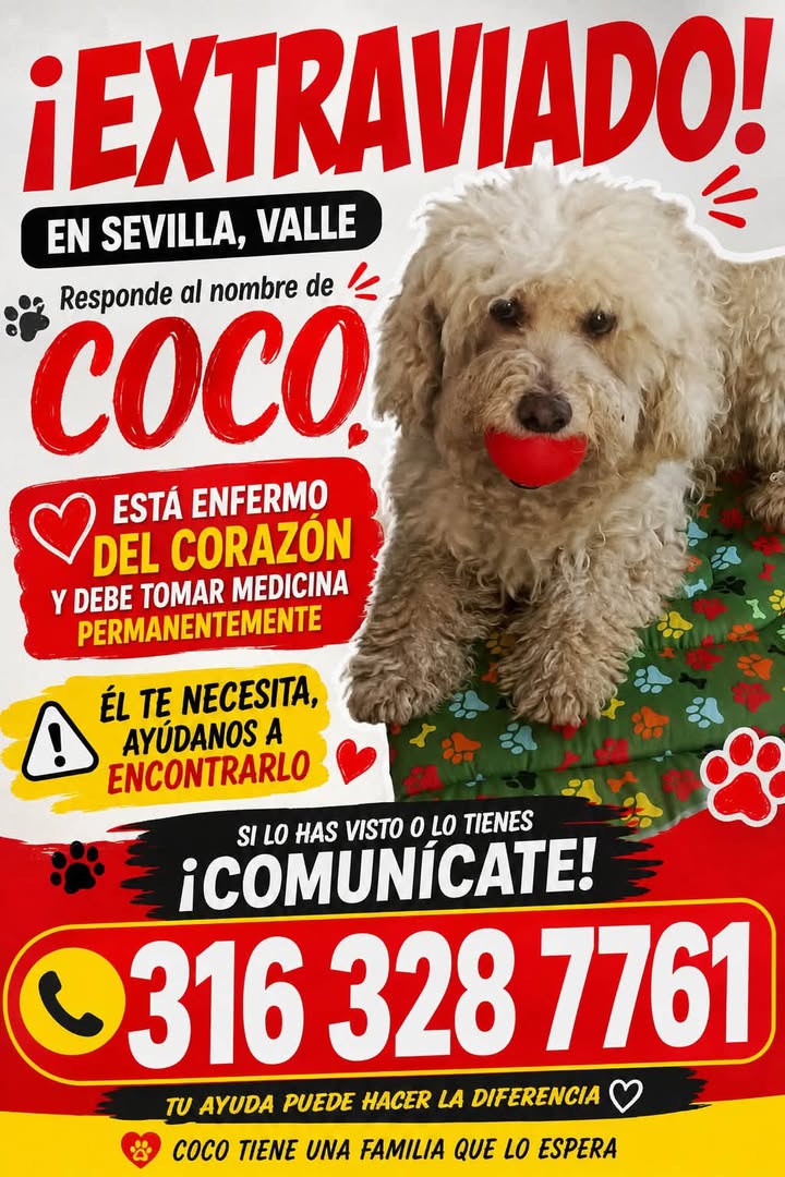 Perro Coco perdido en Sevilla, Valle - Necesita cuidados especiales 