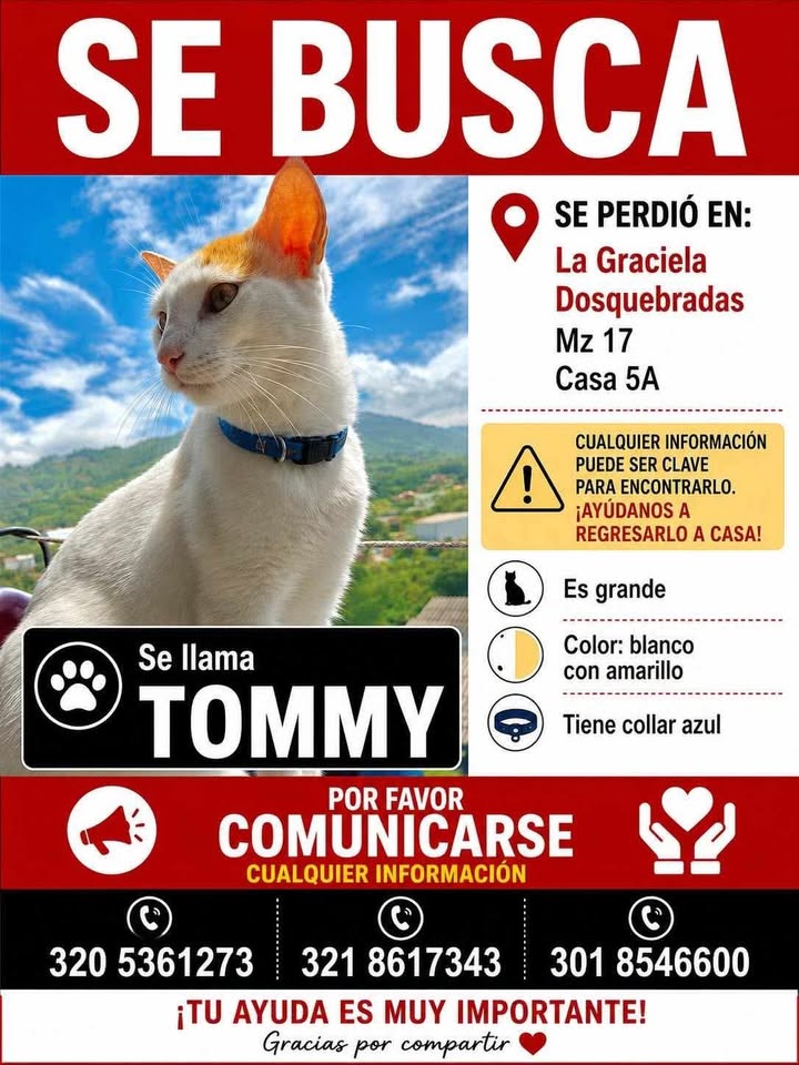 Se busca gato llamado Tommy en Pereira, Risaralda 