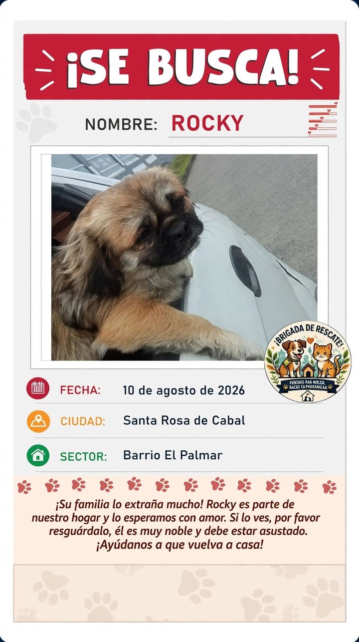 Se Busca Rocky en Santa Rosa de Cabal - Barrio El Palmar 
