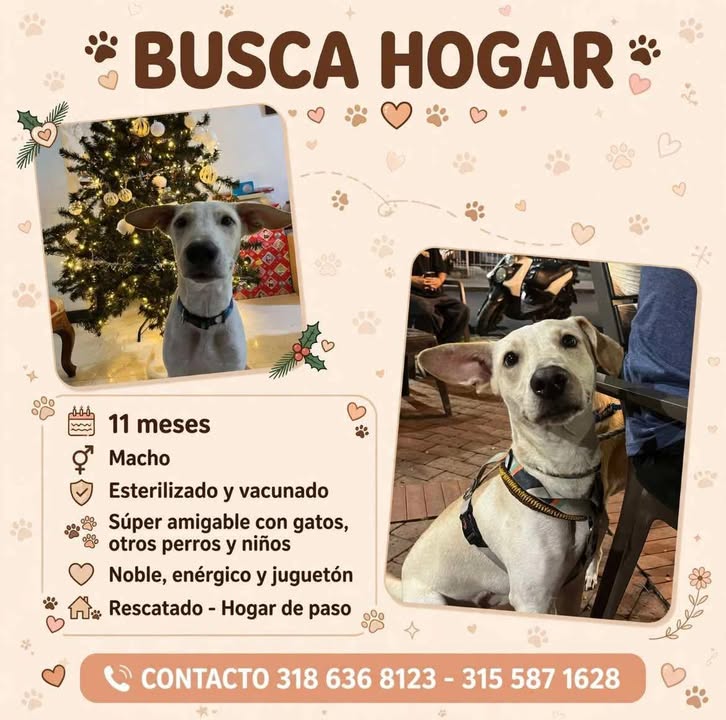 Busca Hogar para perro macho rescatado en Tuluá, Valle 