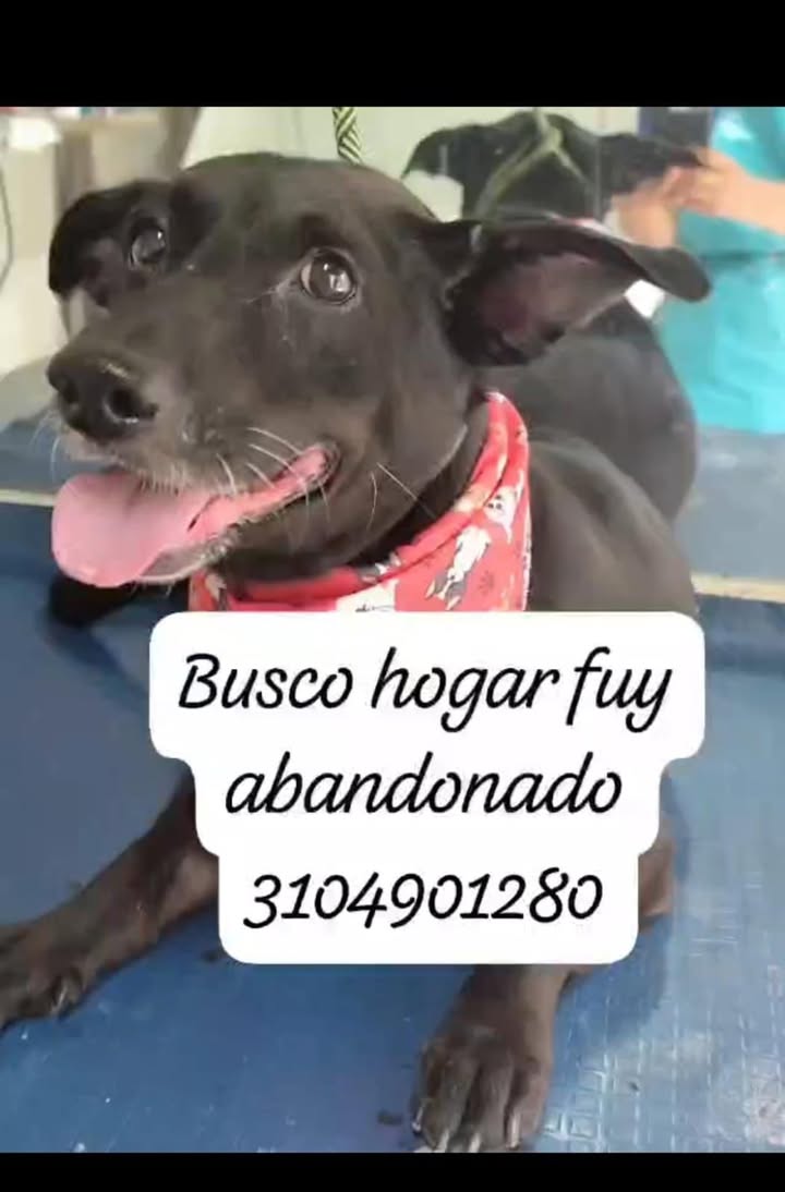 Perra negra mestiza en adopción en Tuluá 