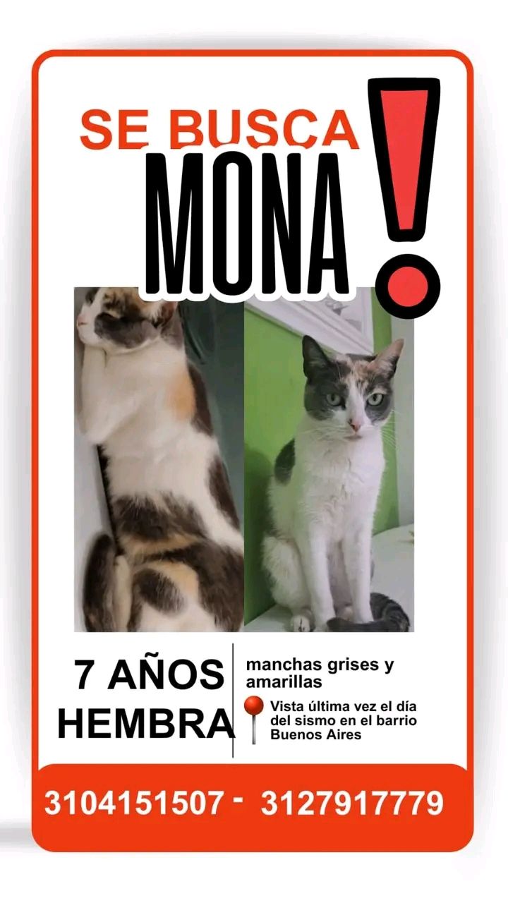 Gata perdida llamada Mona en Tuluá, Valle del Cauca 