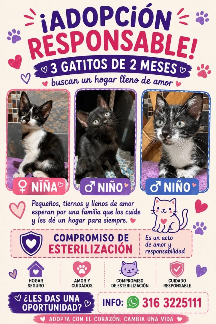 3 gatitos en adopción en Tuluá, Valle 