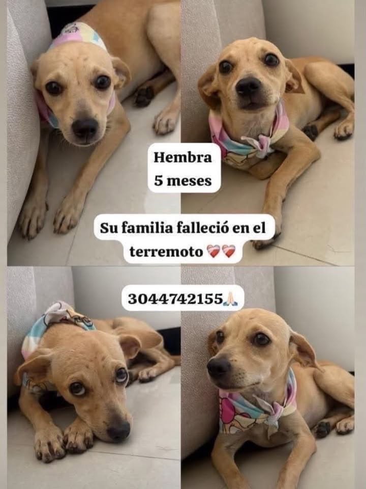 Busca hogar hembra 5 meses en Pereira, Risaralda 
