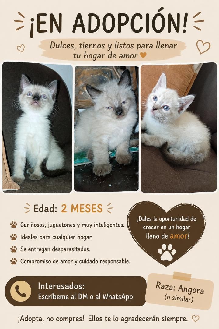 Adopta gatitos bebés en Tuluá, Valle 