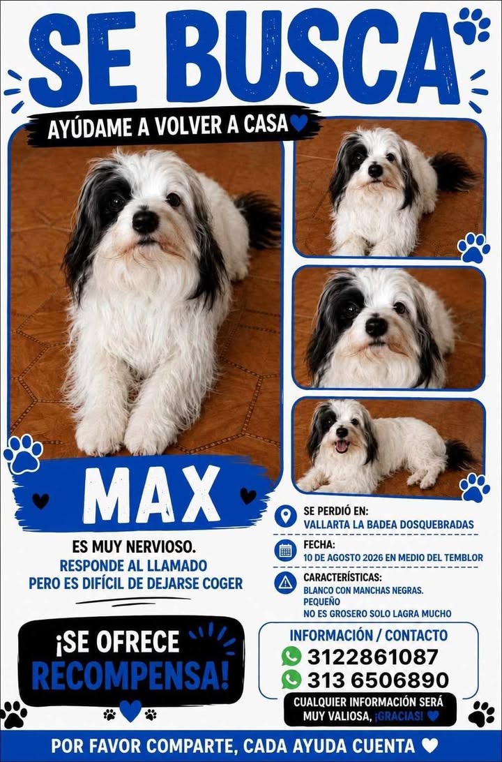 Perro perdido en Pereira, Risaralda 
