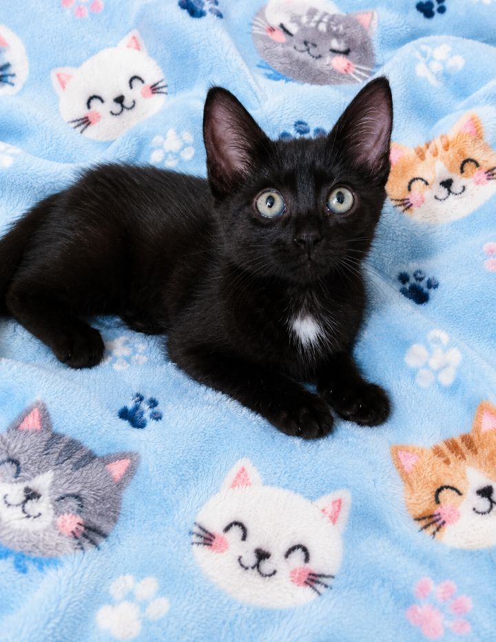 Gato negro perdido en Neira, Caldas 