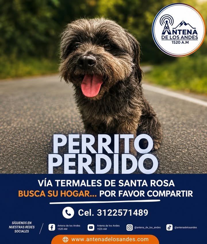 Perrito perdido en Santa Rosa de Cabal, Risaralda 