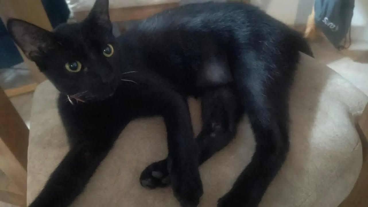 Gatitos nobles y cariñosos buscan hogar en Pereira, Risaralda 
