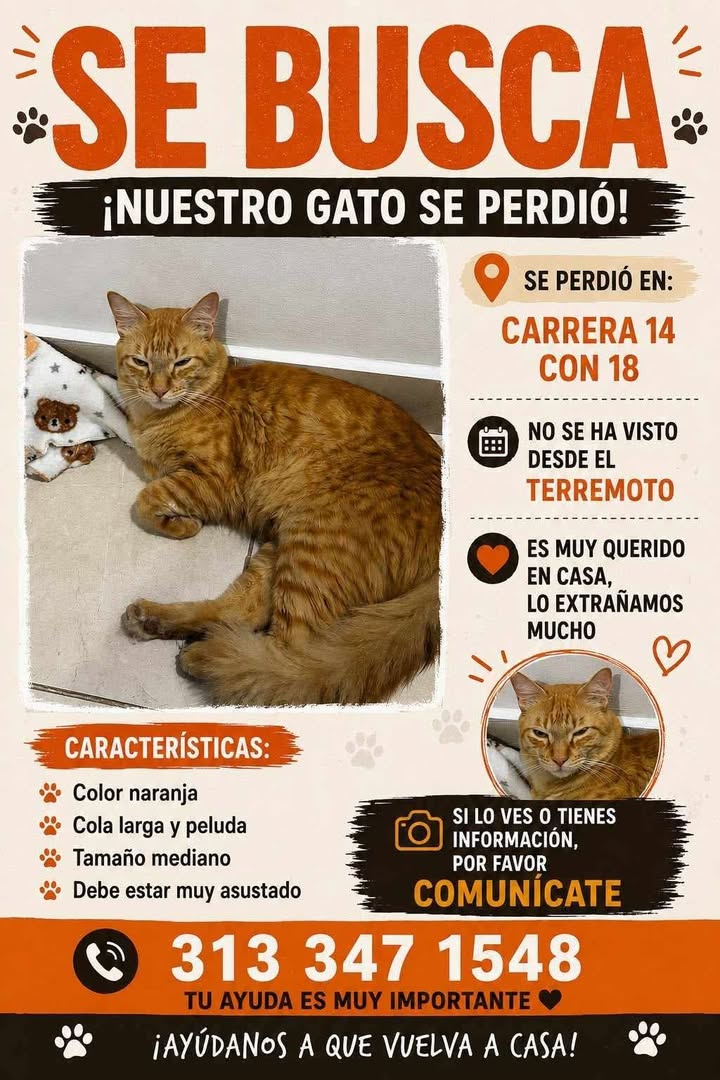 Gato Naranja Perdido en Santa Rosa de Cabal - ¡Ayúdanos a encontrarlo! 