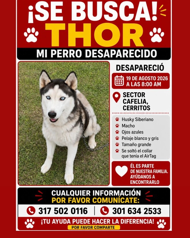 Perro Husky Siberiano llamado Thor perdido en La Virginia 