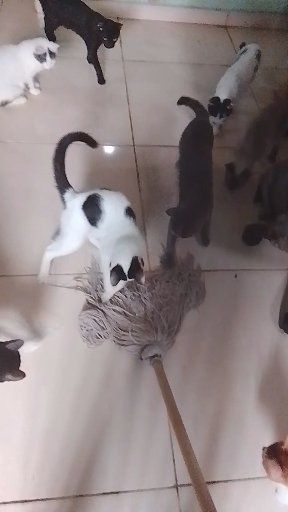 Adopción de gatitos en Neira, Caldas 