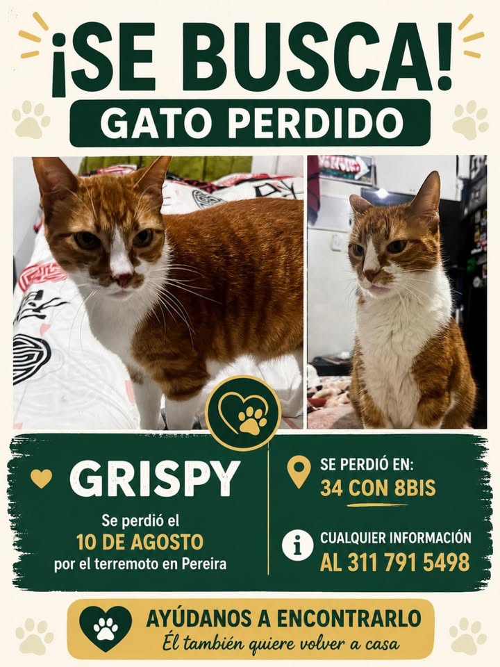 Gato perdido en Pereira 