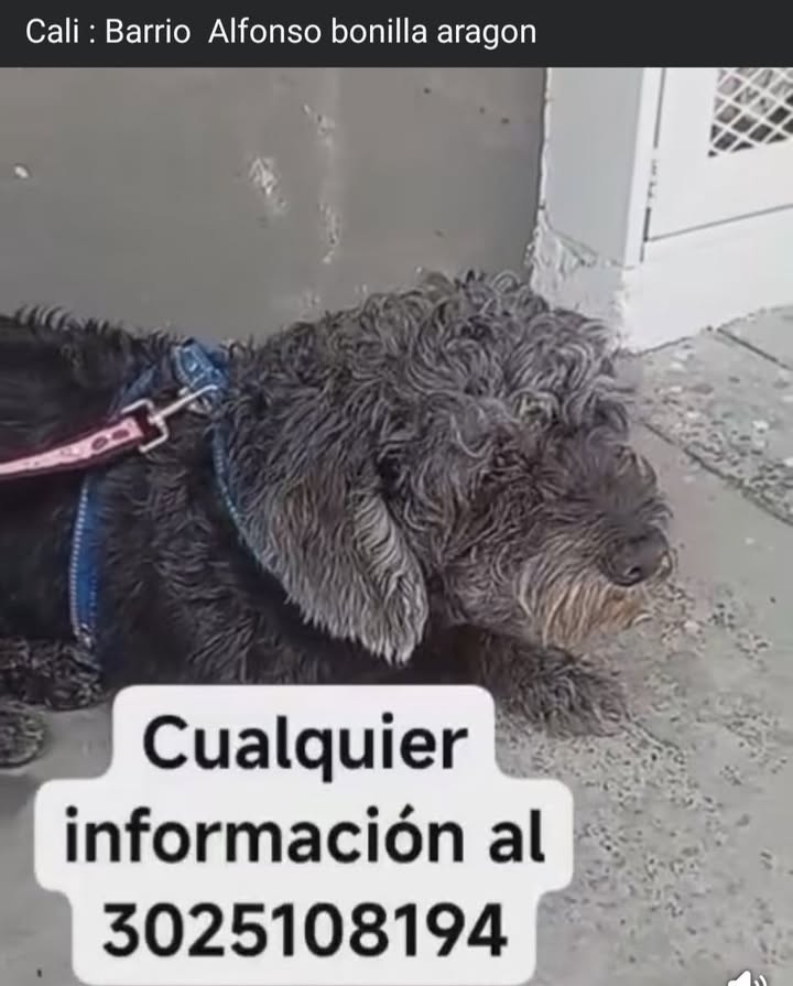 Perro con correa azul encontrado en Cali 