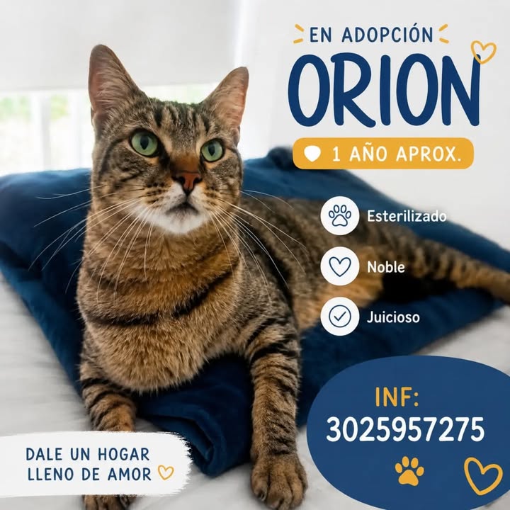Gato en adopción en Pereira 