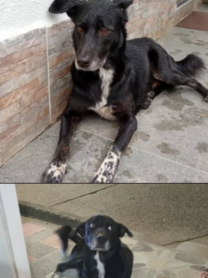 Perro negro de tamaño mediano busca adopción en Pereira, Risaralda 