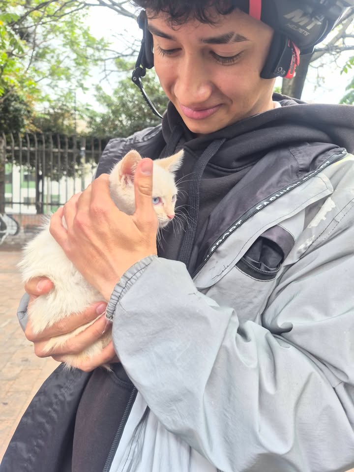 Jornadas de Adopción de Gatitos en Bogotá 