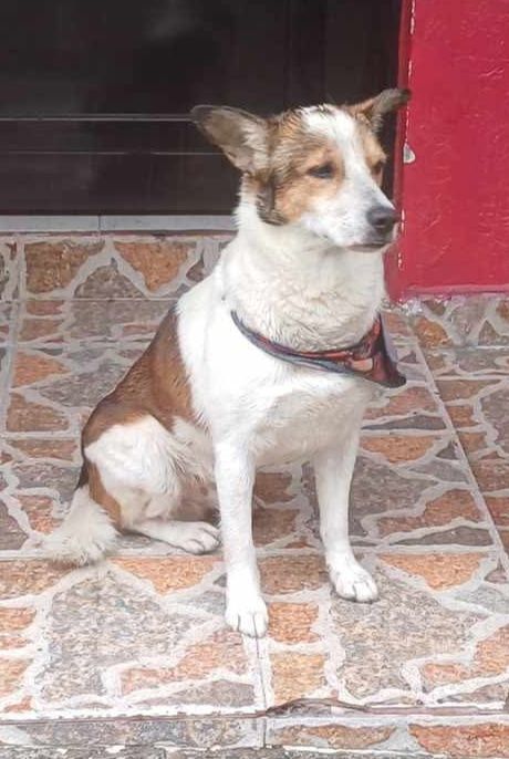 Perro perdido en el sector La Acuarela Cuba, Pereira 