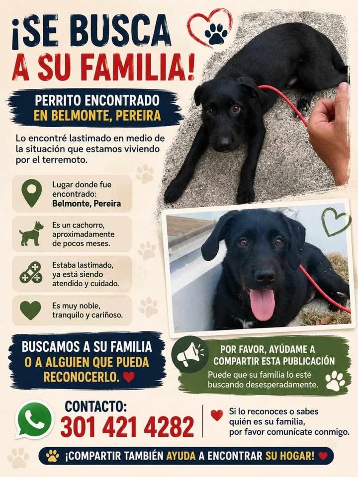 Perro encontrado en Belmont, Pereira busca su familia 
