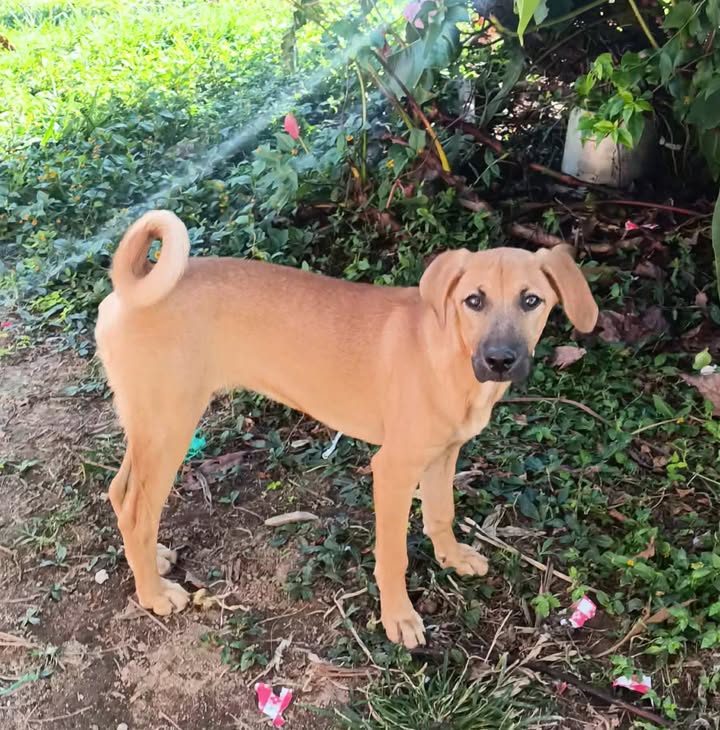 Perra en adopción en Pereira 